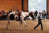 PAS06_1129.jpg