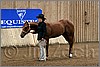 QH061_0007n.jpg(40,3 KB)