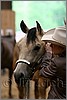 QH061_0114n.jpg(26,6 KB)