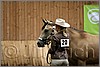 QH061_0193n.jpg(28,4 KB)