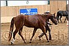 QH061_0246n.jpg(38,4 KB)