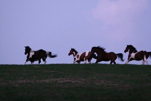 IMG_1249.jpg