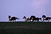 IMG_1249.jpg