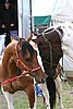 IMG_3423.jpg
