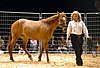 show-Svetlana+DunnitWithStorm.jpg