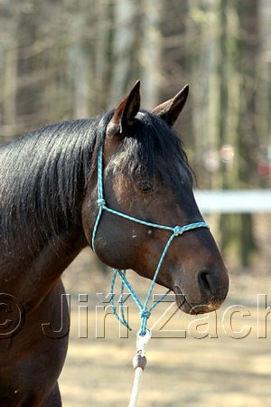 IMG_0680web.jpg
