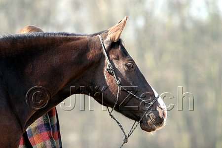 IMG_0719web.jpg
