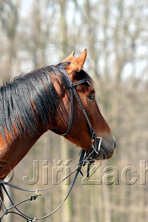 IMG_0850web.jpg