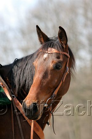 IMG_0857web.jpg