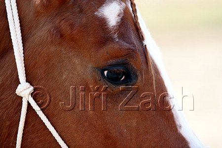 IMG_1114web.jpg
