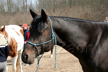IMG_1127web.jpg
