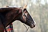 IMG_0719web.jpg