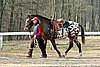 IMG_0721web.jpg