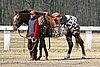 IMG_0732web.jpg