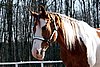 IMG_1400web.jpg