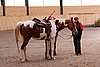 IMG_1406web.jpg