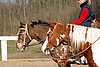 IMG_1420web.jpg