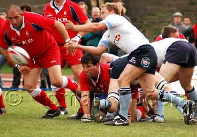 Waratahs_319upw.jpg