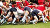 Waratahs_370upw.jpg