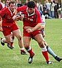 Waratahs_371upw.jpg
