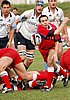 Waratahs_434upw.jpg