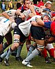 Waratahs_457up.jpg